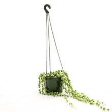 Load image into Gallery viewer, Hanging Pot Green (115mm)
