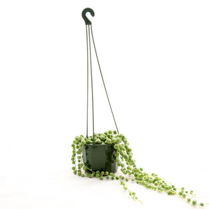 Hanging Pot Green (115mm)