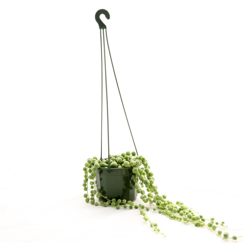 Hanging Pot Green (115mm)